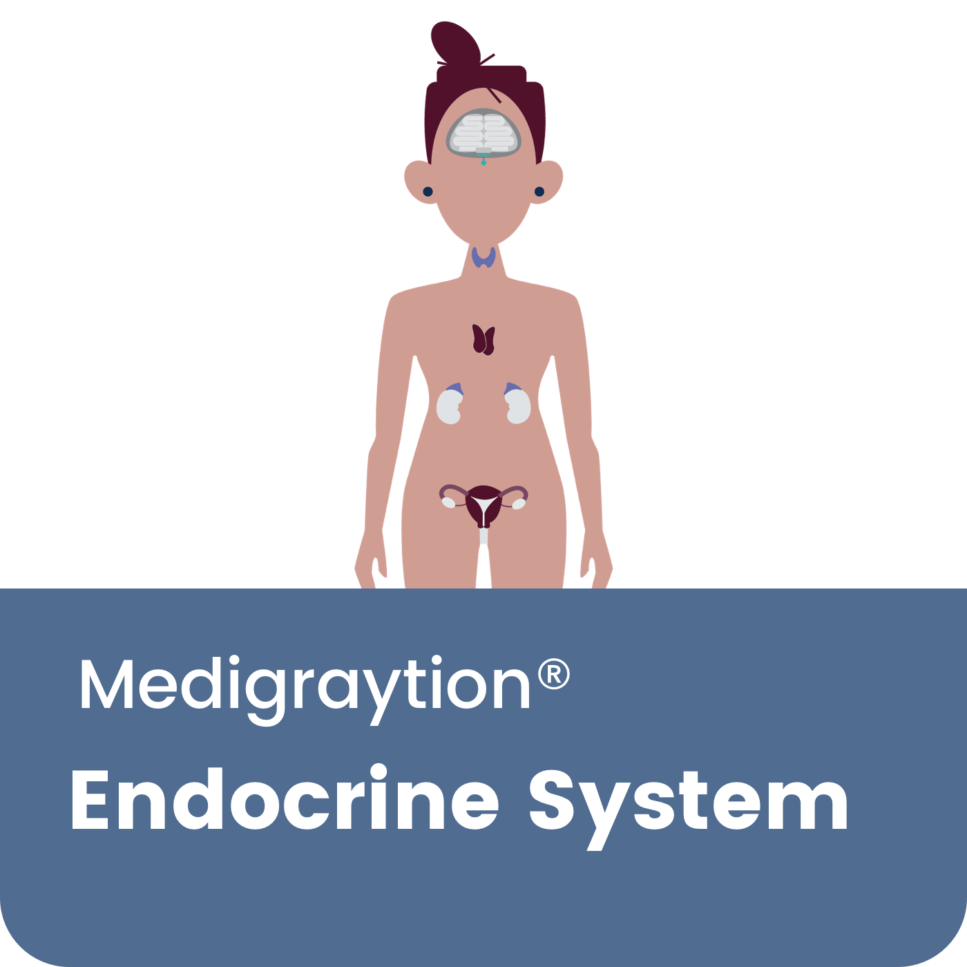 Endocrine System